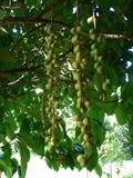 Baccaurea motleyana